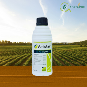 Amistar Fungicide Azoxystrobin 23% SC systemic fungicide for blast and mildew control