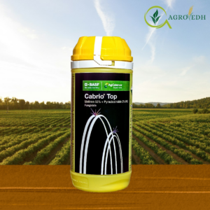 Cabrio Top Fungicide 55% Metiram 5% Pyraclostrobin WG Pack for Downy Mildew Control