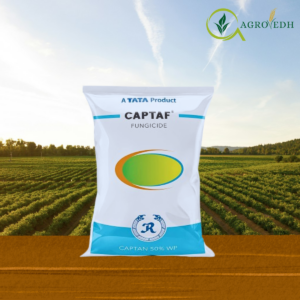 Captaf Captan 50% WP contact fungicide for scab anthracnose and leaf spot control