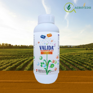 VALIDACIN Fungicide bottle containing Validamycin 3% L for Sheath Blight control in paddy
