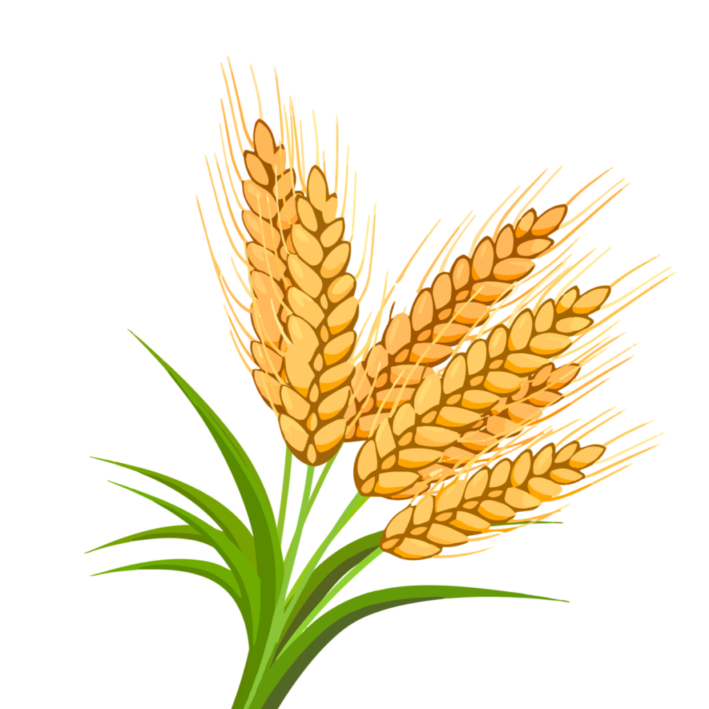 wheat crop wise shop