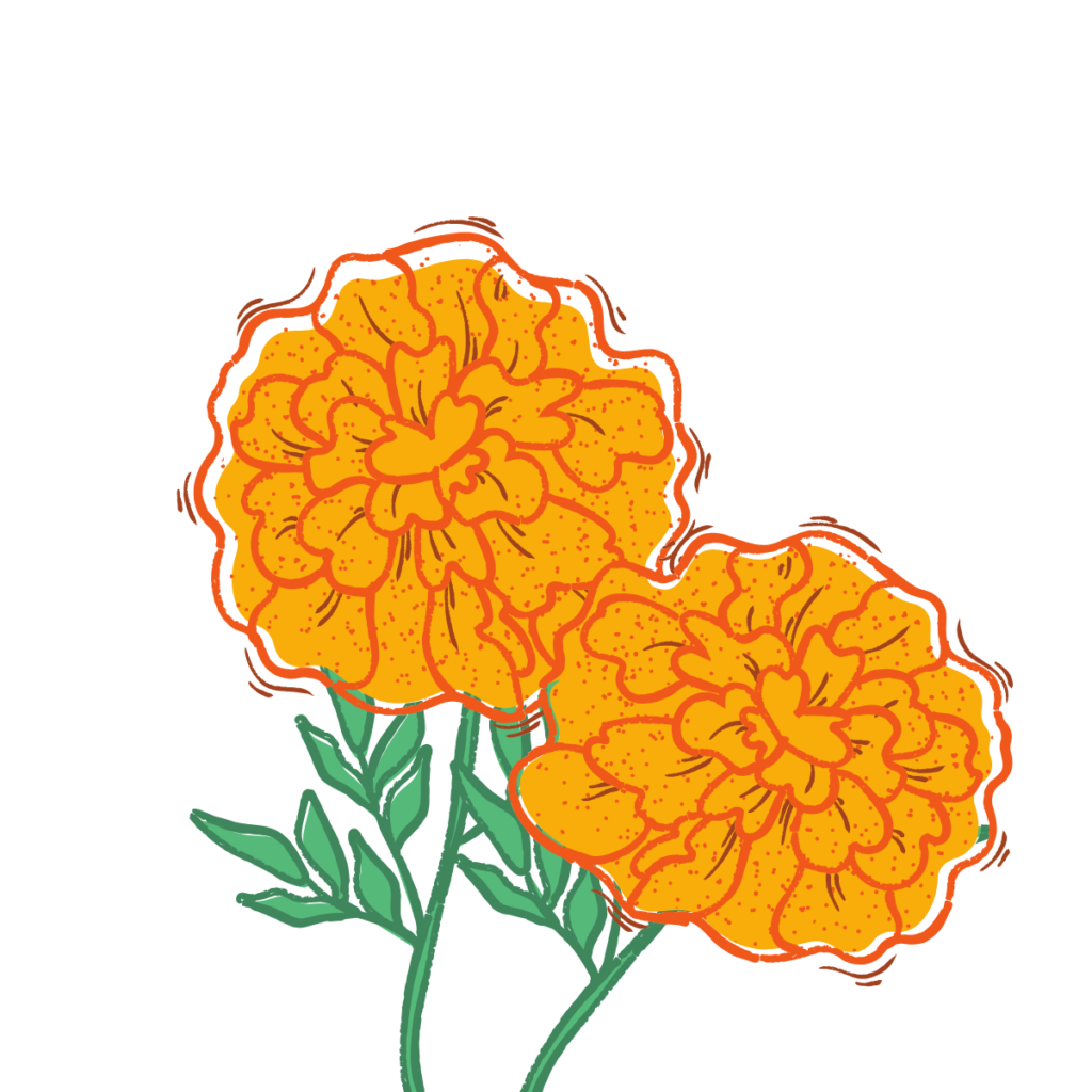 Marigold crop wise shop