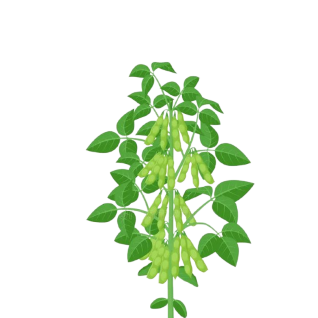 Soybean crop wise shop