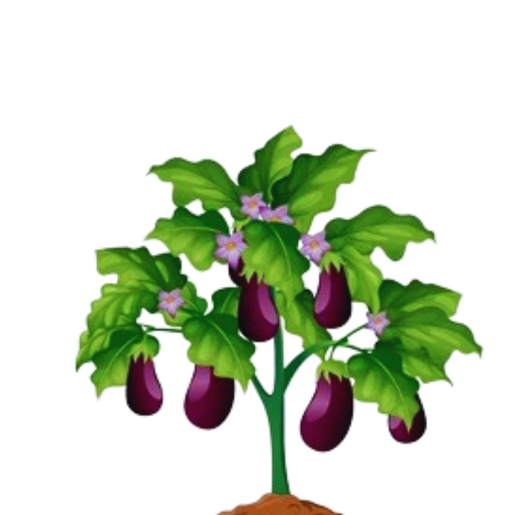 Brinjal crop wise shop