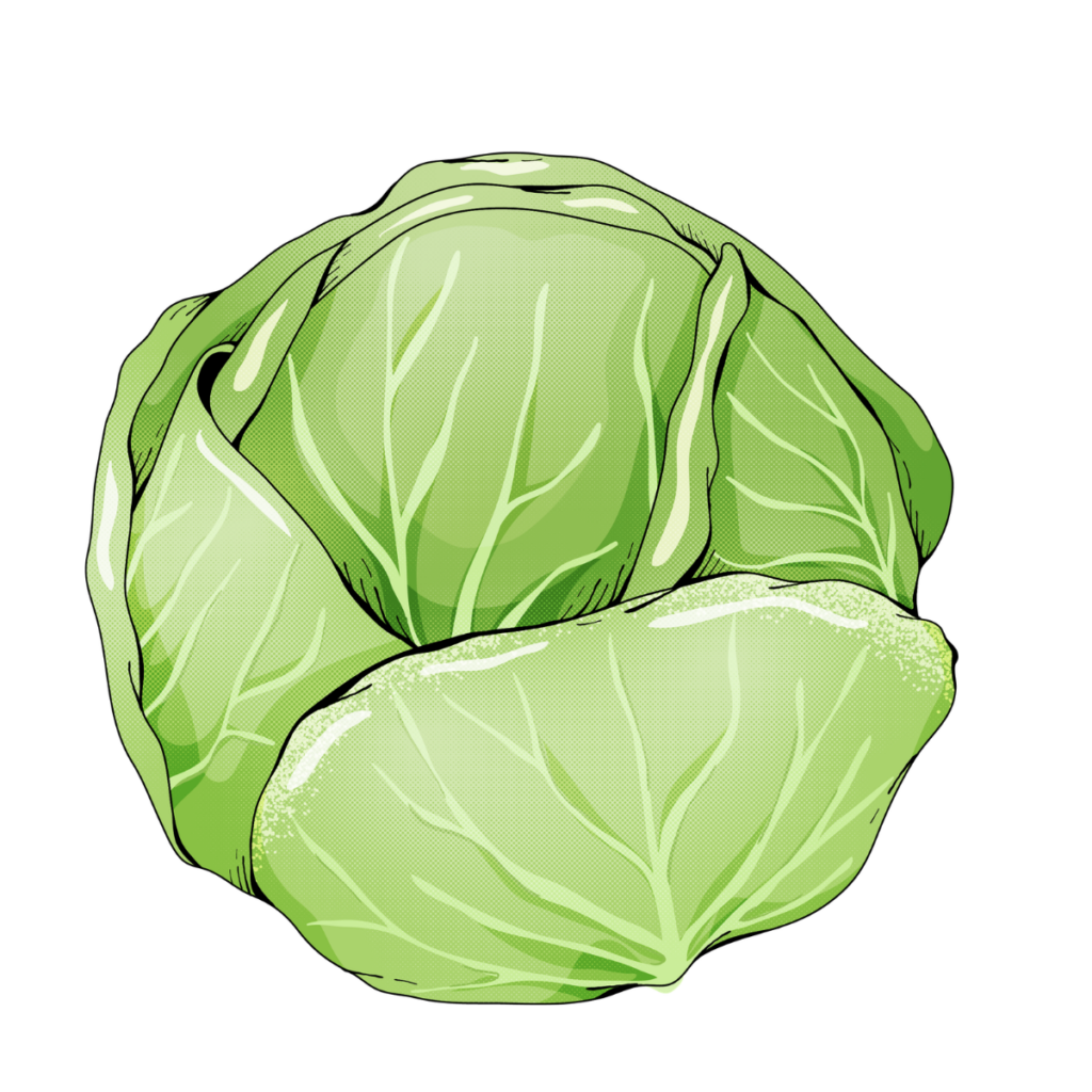 Cabbage crop wise shop