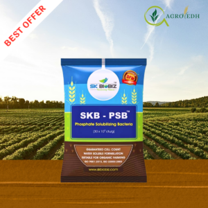 SKB PSB Phosphate Solubilizing Bacteria biofertilizer for improving phosphorus availability in crops