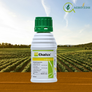 Ekalux insecticide containing Quinalphos 25 percent EC formulation for cotton and rice pest control