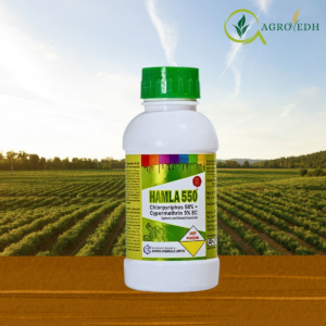 Hamla 550 Insecticide bottle containing Chlorpyrifos 50% and Cypermethrin 5% EC for bollworm and stem borer control